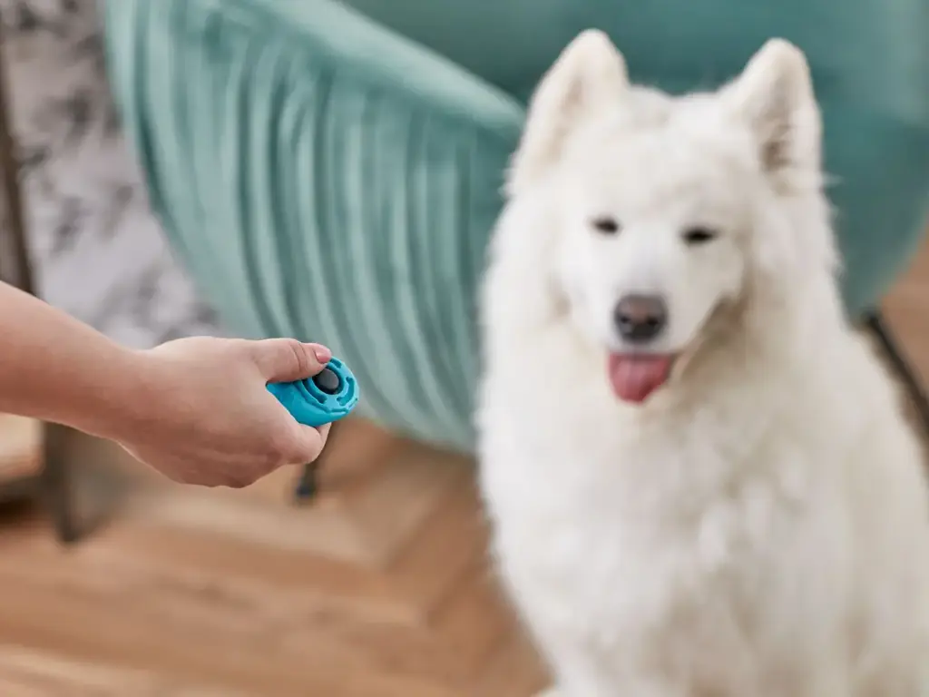 Clicker Training Tool