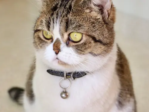 Leather Cat Collar with Bell