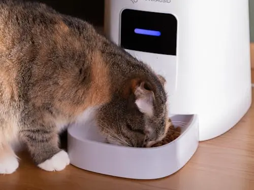 Automatic Cat Feeder