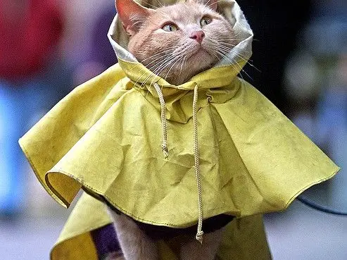 Cat Raincoat