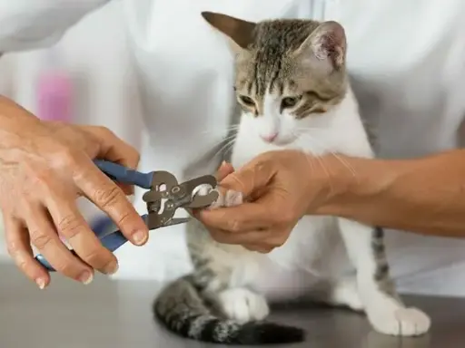 Cat Nail Clipper