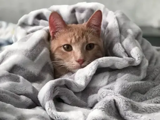 Soft Cat Blanket