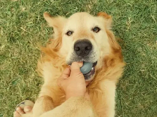 Interactive Dog Ball