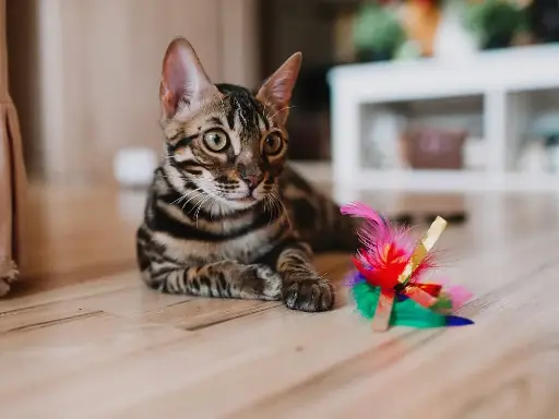 Feather Cat Toy